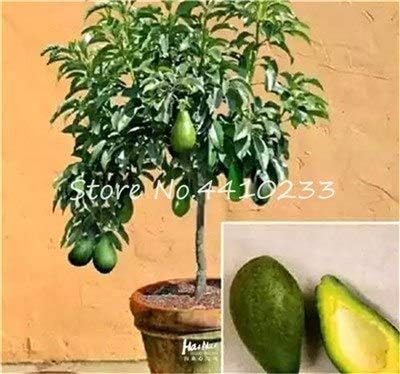 Pinkdose Sale ! 5 Pcs Bonsai Avocado Delicious Sweet Fruit Tree Easy to Grow for Home Garden Organic Vegetable Pot Plant Gift for Kids: f: Amazon.ca: Patio, Lawn & Garden Pinkdose Sale ! 5 Pcs Bonsai Avocado Delicious Sweet Fruit Tree Easy to Grow for Home Garden Organic Vegetable Pot Plant Gift for Kids: f: Amazon.ca: Patio, Lawn & Garden