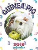 Guinea Pig 2018 Calendar by Wall Publishing