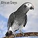African Grey Calendar - African Grey Parrot Calendar - Parrot Calendar - Calendars 2018 - 2019 Wall by 