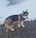 PUPTECK No Pull Dog Harness Soft Adjustable Basic Nylon Step in Puppy Vest Outdoor Walking with ID Tag Medium