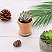 Nilos Terracotta Pot-72 Pcs 2inch Mini Clay Pots,Ceramic Pottery Planter Cactus Flower Pots Succulent Pot for Plants, Wedding, Craft