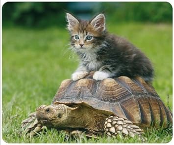cat riding tortoise