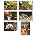 BEST PAPER GREETINGS 40 Pack Wild Animals Postcards Bulk 4x6 - Safari Animals - Blank Animals Post Cards for Mailing, 20 Assorted Photos
