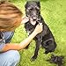 Paws Pamper Undercoat Rake for Small to Medium Dogs or Cats - 12 Blade Dematting Comb