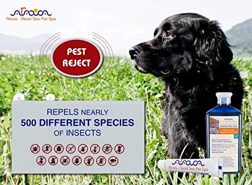 Arava Natural Flea & Tick Prevention for Dogs & Cats - 4-Doses - 100% Safe Flea & Tick Control - Repels Pests with Natural Oils - Safe on Skin and Coats - Enhanced Defense & Prevention (4 Variations)
