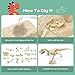 XX Dinosaur Fossil Dig Excavation Kit for Kids 3 Assorted Dino Assemble Model