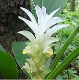 Emerald visa card Emerald visa card