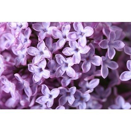 Lilac Blossom - 1935 - Candle & Soap Fragrance Oil - 16 Oz (1 lb) - High Performance Supply - Special Promotion
