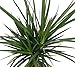 Madagascar Dragon Tree - Dracaena marginata - 4" Pot - Easy to Grow House Plant primary