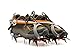 Rongbenyuan Crampon Traction Device Strap Type Crampons Ski Belt High Altitude Hiking Slip-Resistant 14 Teeth Mountaineering