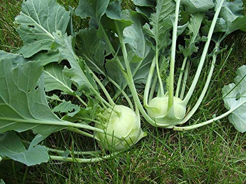 Fash Lady 500 White Vienna Kohlrabi Seeds Heirloom 2018