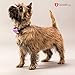 GoodBoy Dog Barking Collar for Medium and Large Dogs You Can Control Your Pet Unwanted Barking with This Safe Vibrating Anti Bark Training Device (8+lbs) (Pink, Good Girl)