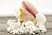 White Decorative Sea Shell Mix with Conch Shell | 6-8