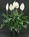 (Spathiphyllum) Peace Lily 25 Seeds Indoor Air Purification Plant for Home or Office