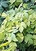 Summer Shandy Beer Hops Vine - Humulus - 4 " Pot - Proven Winners
