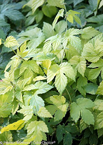 Summer Shandy Beer Hops Vine - Humulus - Grow your own Beer - Proven Winners Summer Shandy Beer Hops Vine - Humulus - Grow your own Beer - Proven Winners