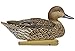 Avian X Topflight Pintail Decoys, Rugged Realistic Floating Duck Decoys for Hunting, Weight-Forward Swim Keel, Set of 6, Multicolor