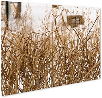 Ashley Giclee Metal Panel Print, Dead Dried Grasses In Minnesota During Winter, Wall Art Decor, Floating Frame, Ready to Hang 16x20, AG6460903