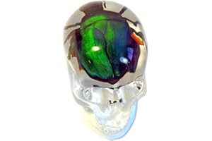REALBUG Real Chafer Beetle in a Transparent Acrylic Skull with Magnet