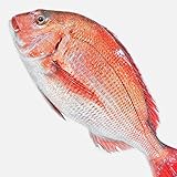 魚水島 天然真鯛 マダイ 桜鯛 日本海産 2.0～2.5キロ物