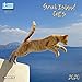 Greek Island Cats 2020 What a Wonderful World: Griechische Inselkatzen by