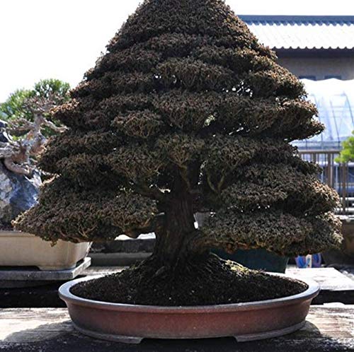 AGROBITS Bonsái Cultivar un huerto casero Gratuito Spping 5 ...