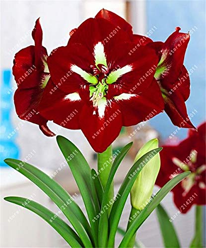 Kalash nuevas semillas de flores 100 unidades Amaryllis para ...