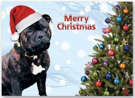 christmas staffy