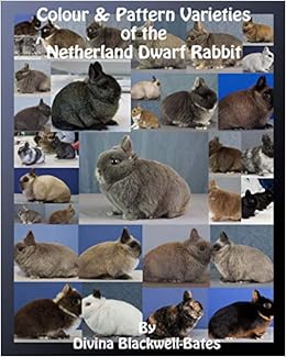 netherland dwarf rabbit breeders