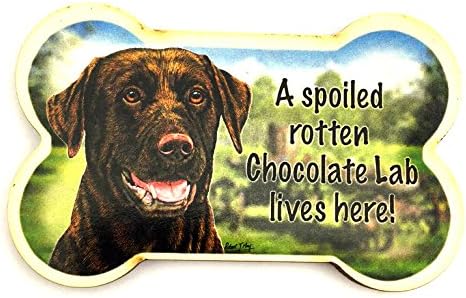Chocolate Lab Dog Magnet, A Spoiled Chocolate Lab Lives Here! Bone Shaped Fridge Magnet