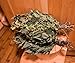 Birch Bath Broom Russian Banya Venik for Sauna