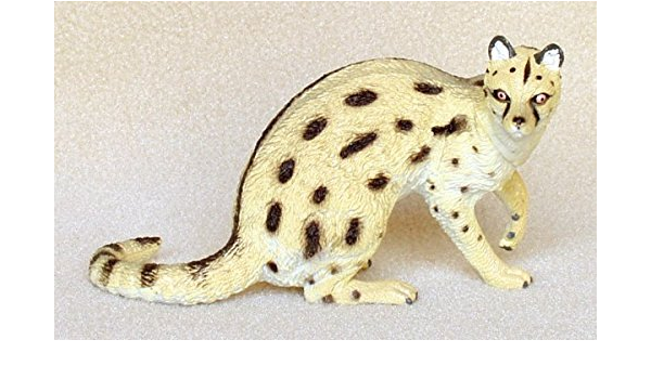 genet cat price