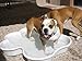One Dog One Bone Paw Shaped Play Pool for Dogs, White