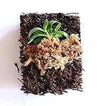 Miniature Orchid: Haraella retrocalla rare orchid species