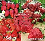 blunekorn Strawberry Mix 750 Seeds