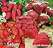 blunekorn Strawberry Mix 750 Seeds