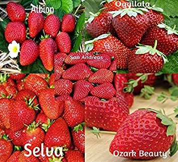 blunekorn Strawberry Mix 750 Seeds