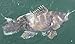 Jigging world 2 Pack Fluke Candy Teasers with 5/0 Hook