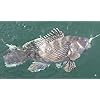 Jigging-World-Fluke-candy-Teaser