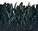 BLACK COQUE Rooster Tail Feathers: 4-7