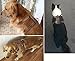 Beirui Leather Dog Harness - No Escape Training Harness Chest 15.5-18” for Small Dogs