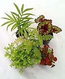 Jmbamboo-collection-Terrarium & Fairy Garden Plants - 5 Plants in 2