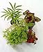 Jmbamboo-collection-Terrarium & Fairy Garden Plants - 5 Plants in 2" pots primary