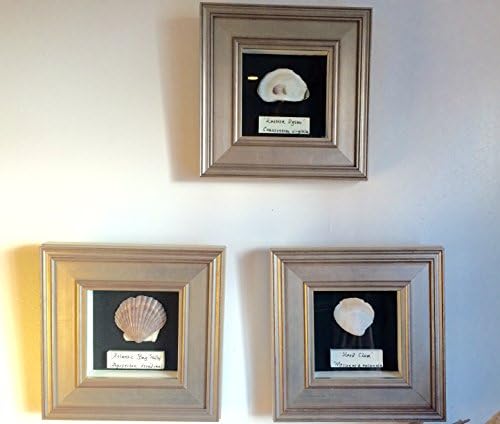 3 Shell Shadow Boxes with Scientific and Common Name Plates Framed Cape Cod Shells Oyster Clam and Scallop Great Educational or Marine Biology Art