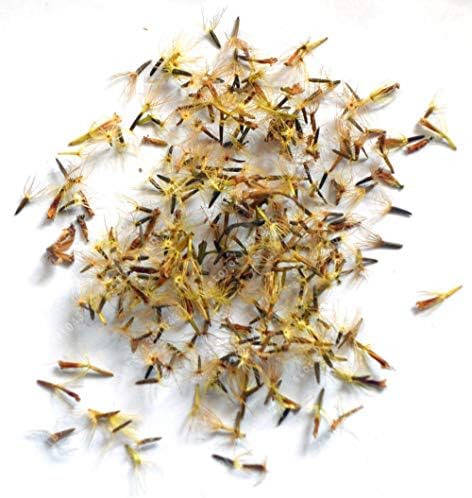 Seeds Package: 200 stevia Seeds Sweet Vanilla Seeds for Home Garden by Farmerly