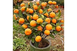 30pcs Edible Fruit Mandarin Bonsai Tree Seeds, Citrus seed Bonsai Mandarin Orange Seeds
