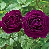 Twilight Zone Rose Bush Reblooming Purple Fragrant Rose Grown Organic Potted - Own Root Easy To Grow Stargazer Perennnials
