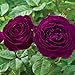 Twilight Zone Rose Bush Reblooming Purple Fragrant Rose Grown Organic Potted - Own Root Easy to Grow Stargazer Perennnials