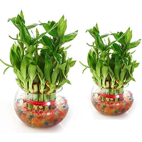 Generic Lucky Bamboo Plant Combo Pack For Garden Decoration Home