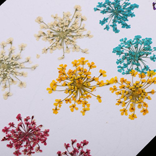 image for MonkeyJack 10 Pieces 1- 2cm Mini Pressed Dried Ammi majus Flower For R